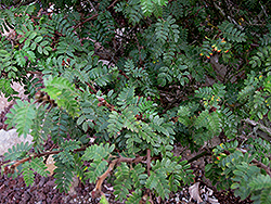Xanti Mimosa (Mimosa tricephala var. xanti) at A Very Successful Garden Center