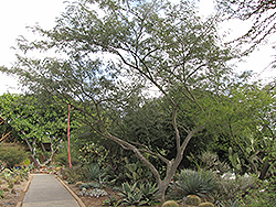 Mauto (Lysiloma divaricatum) at Lakeshore Garden Centres
