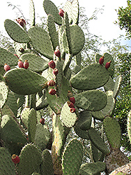 Giant Prickly Pear Cactus (Opuntia robusta) at Stonegate Gardens