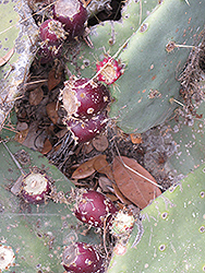 Lindheim's Prickly Pear Cactus (Opuntia lindheimeri) at A Very Successful Garden Center