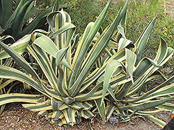 Variegated Century Plant (Agave americana 'Marginata') at Lakeshore Garden Centres
