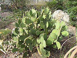 Barbary Fig (Opuntia ficus-indica) at Lakeshore Garden Centres