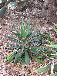 Green Goblet Agave (Agave salmiana 'Green Goblet') at A Very Successful Garden Center