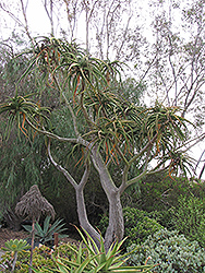 Tree Aloe (Aloe barberae) at Stonegate Gardens