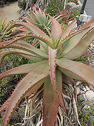 Spiny Aloe (Aloe africana) at A Very Successful Garden Center