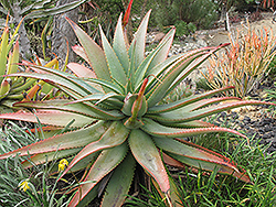 Mutable Aloe (Aloe mutabilis) at Stonegate Gardens