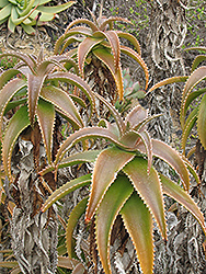 Fibrous Aloe (Aloe fibrosa) at Stonegate Gardens