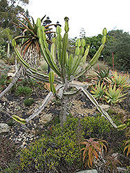 River Euphorbia (Euphorbia triangularis) at Lakeshore Garden Centres