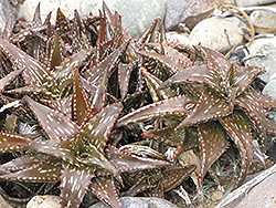Jucunda Aloe (Aloe jucunda) at Lakeshore Garden Centres
