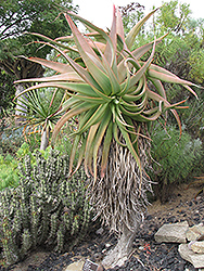 Tilt-head Aloe (Aloe speciosa) at A Very Successful Garden Center