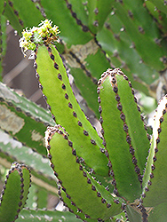 Naboom (Euphorbia tetragona) at A Very Successful Garden Center