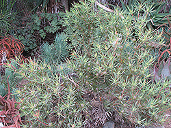 Galpin's Conebush (Leucadendron galpinii) at A Very Successful Garden Center