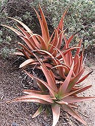 Lutescens Aloe (Aloe lutescens) at A Very Successful Garden Center