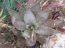 Compton's Aloe (Aloe comptonii) at A Very Successful Garden Center