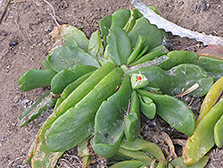 Tongue Leaf Plant (Glottiphyllum linguiforme) at Lakeshore Garden Centres