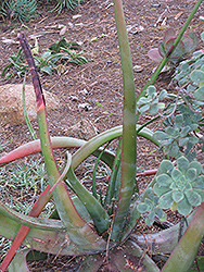 Hidden Foot Aloe (Aloe cryptopoda) at A Very Successful Garden Center