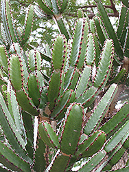 Naboom (Euphorbia tetragona) at A Very Successful Garden Center