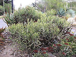 Tolda (Euphorbia aphylla) at A Very Successful Garden Center