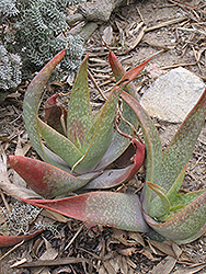 Elias Buhr's Aloe (Aloe buhrii) at A Very Successful Garden Center