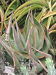 Aloe (Aloe globuligemma) at A Very Successful Garden Center