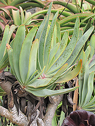 Fan Aloe (Aloe plicatilis) at Stonegate Gardens