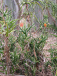 Kenyan Aloe (Aloe kedongensis) at A Very Successful Garden Center