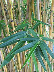 Alphonse Karr Bamboo (Bambusa multiplex 'Alphonse Karr') at Stonegate Gardens