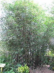 Bengal Bamboo (Bambusa tulda) at Stonegate Gardens