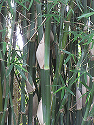 Bengal Bamboo (Bambusa tulda) at A Very Successful Garden Center