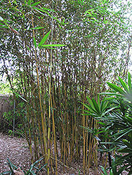 Asian Lemon Bamboo (Bambusa eutuldoides 'Viridi-vittata') at Stonegate Gardens