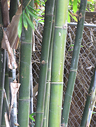 Giant Timber Bamboo (Bambusa oldhamii) at A Very Successful Garden Center