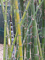White Bamboo (Bambusa membranacea) at Stonegate Gardens