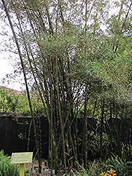 White Bamboo (Bambusa membranacea) at Stonegate Gardens