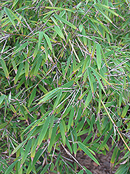 Narrow-Leaved Clumping Bamboo (Borinda angustissima) at A Very Successful Garden Center