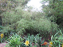 Narrow-Leaved Clumping Bamboo (Borinda angustissima) at A Very Successful Garden Center