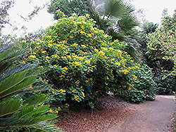 Golden Senna (Senna surattensis) at Stonegate Gardens
