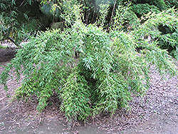 Naked Clumping Bamboo (Fargesia denudata) at A Very Successful Garden Center