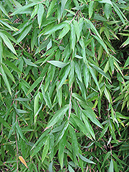 Naked Clumping Bamboo (Fargesia denudata) at Lakeshore Garden Centres