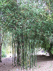 Striata Bengal Bamboo (Bambusa tulda 'Striata') at A Very Successful Garden Center
