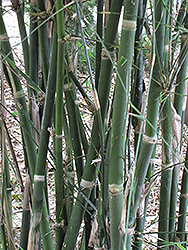 Burma Bamboo (Bambusa burmanica) at Lakeshore Garden Centres
