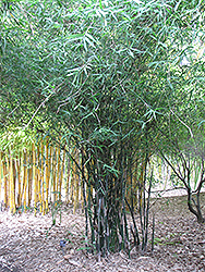 Burma Bamboo (Bambusa burmanica) at A Very Successful Garden Center