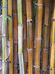 Green Stripe Bamboo (Bambusa dolichoclada 'Stripe') at A Very Successful Garden Center