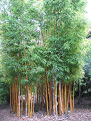 Green Stripe Bamboo (Bambusa dolichoclada 'Stripe') at Stonegate Gardens