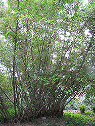 Niha's Bamboo (Dendrocalamus jianshuensis) at Stonegate Gardens