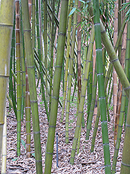 Chinese Timber Bamboo (Phyllostachys vivax) at A Very Successful Garden Center