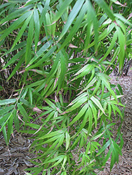 Khasia Bamboo (Drepanostachyum khasianum) at A Very Successful Garden Center