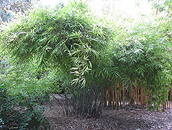 Khasia Bamboo (Drepanostachyum khasianum) at Lakeshore Garden Centres