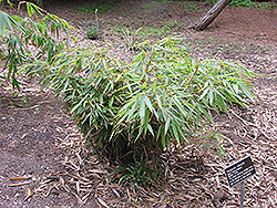 Clump Bamboo (Fargesia robusta) at A Very Successful Garden Center