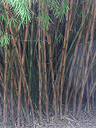 Chocolate Bamboo (Borinda fungosa) at Stonegate Gardens