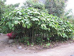 Mexican Pepperleaf (Piper auritum) at A Very Successful Garden Center